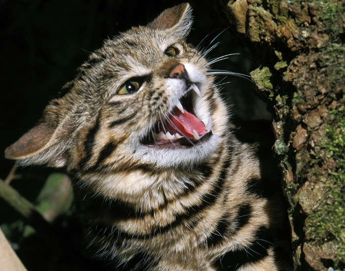 black footed cat snarling