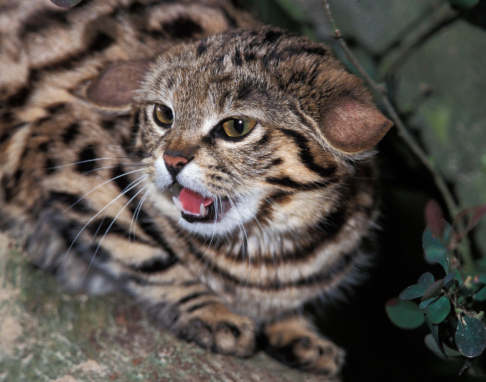 black footed cat close up