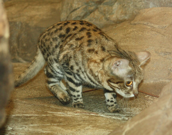 black footed cat walking rock