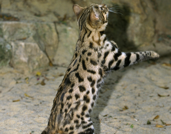 black footed cat jumping