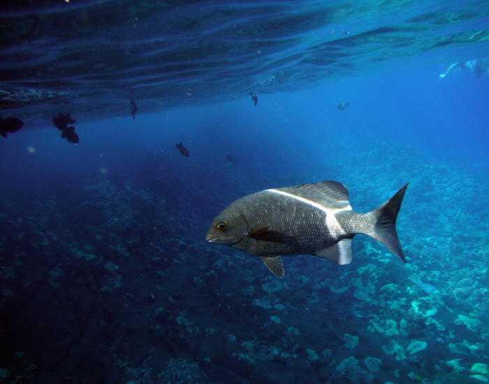 Black-Triggerfish-Melichthys-niger-1.webp Black Triggerfish swimming near the surface