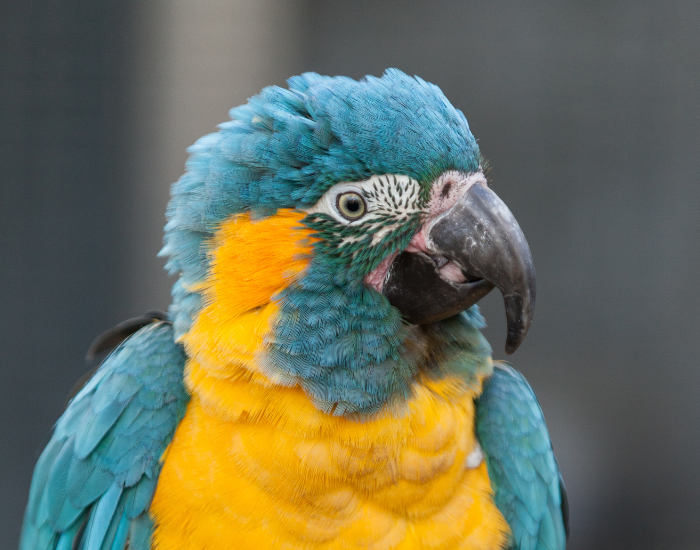 Blue-Throated-Macaw.webp Clos eup of a Blue Throated Macaw
