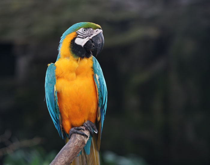 Blue-and-gold-macaw.webp Blue and gold macaw perched