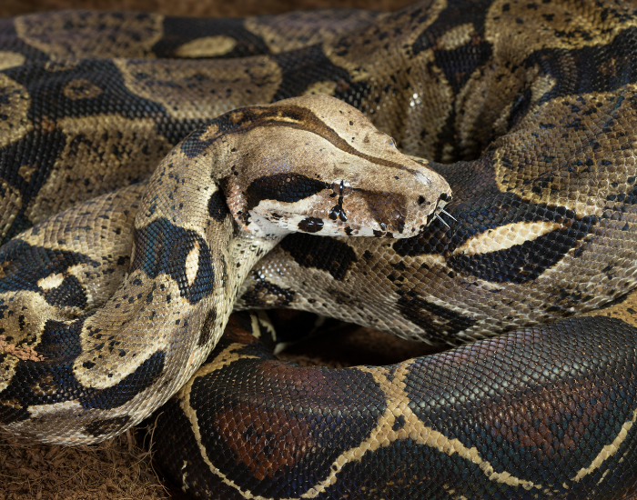 Boa-imperator-constrictor-close-up.webp close up of a boa constrictor