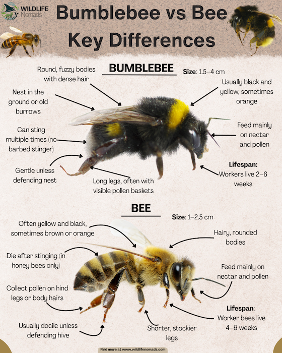 Bumblebee vs Bee Key Differences INFOGRAPHIC