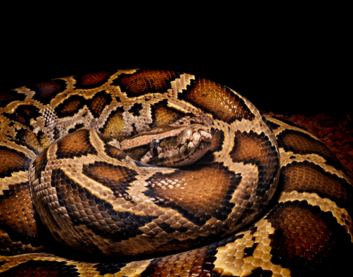 Burmese Python coiled with black background