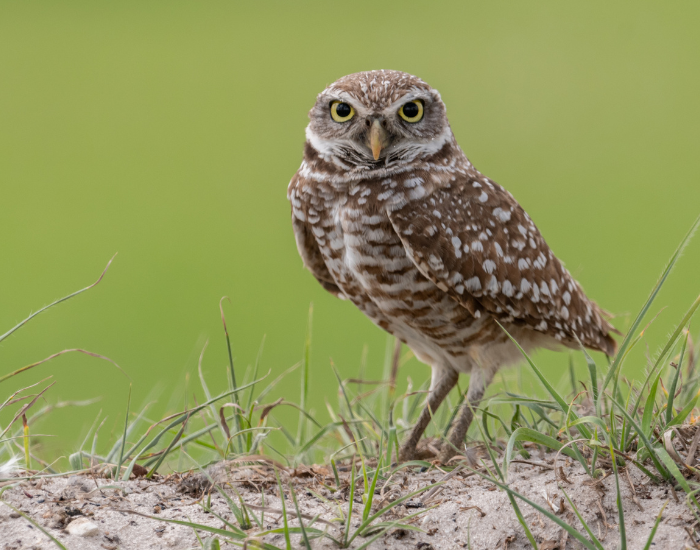 Burrowing-Owls.webp Burrowing Owl on the ground