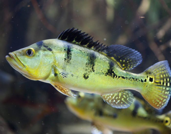 Butterfly Peacock Bass swimming