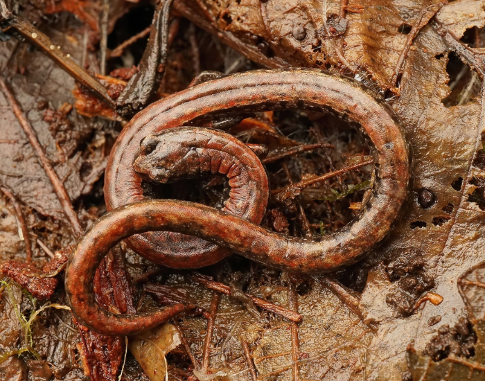 California-Slender-Salamander-Batrachoseps-attenuatus.webp v close up on the ground