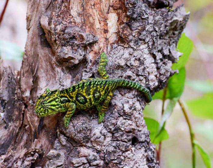 Carpet Chameleon  walking on a tree