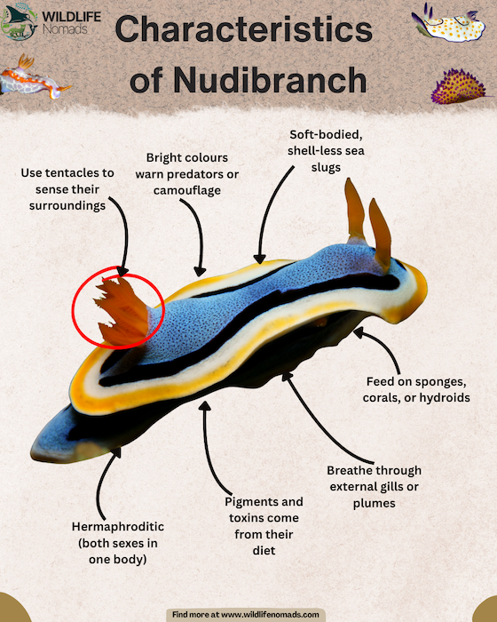 Characteristics-of-Nudibranch-infographic.webp Characteristics of Nudibranch infographic