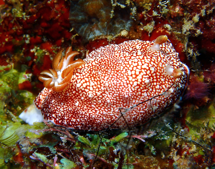 Chromodoris-reticulata.webp Reticulated Goniobranchus nudibranch in the ocean