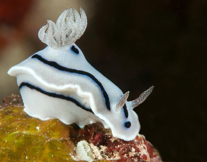 Chromodoris-willani-4.webp Willan's chromodoris, nudibranch in the ocean