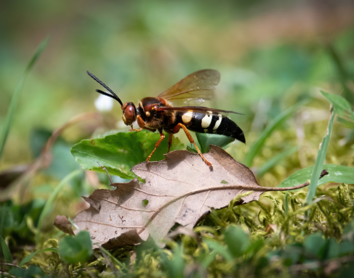 Cicada Killer Wasps on leaf