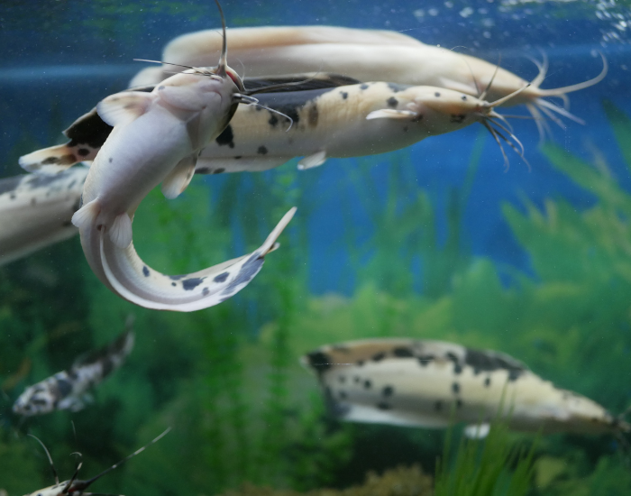 water tank of walking catfish swimming