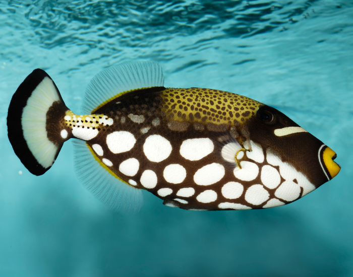Clown-Triggerfish.webp Clown Triggerfish swimming in clear water