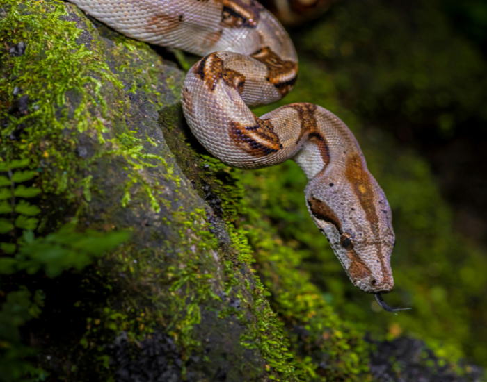 boa constrictor coming down a mossy rock in the wild