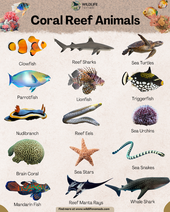 Coral-Reef-Animals-marine-diversity.webp Marine Diversity in Coral Reefs infographic