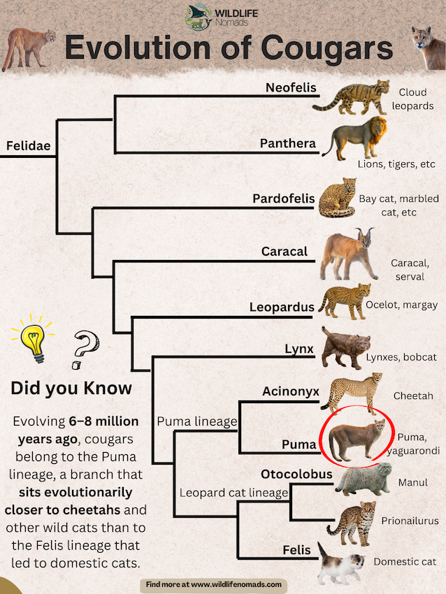 Evolution of Cougars infographic
