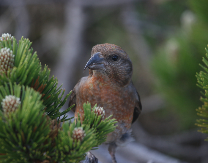 Crossbill-3.webp Crossbill on a tree