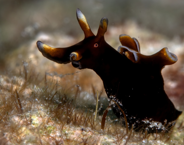 Dark sea hare in it habitat