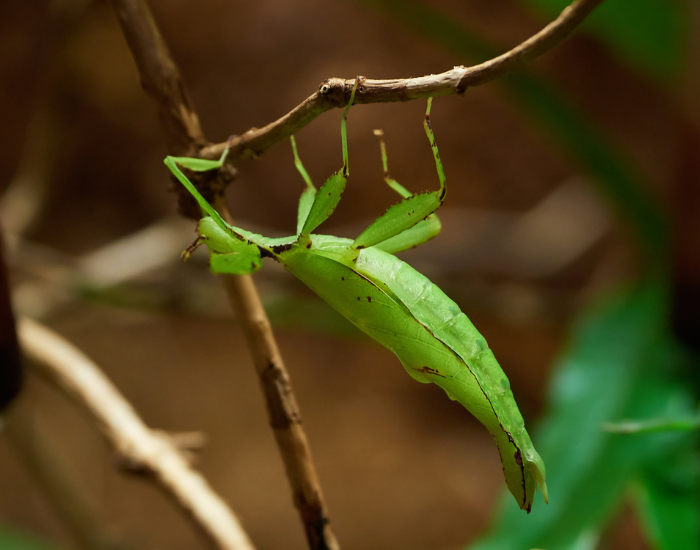 Dead-Leaf-Insect-Phyllium-siccifolium.webp Dead Leaf Insect walking on a stick up side down