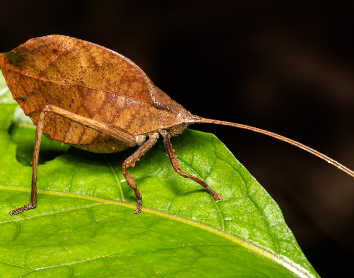 Dead-Leaf-Katydid-Typophyllum-laciniosum.webp Dead Leaf Katydid |