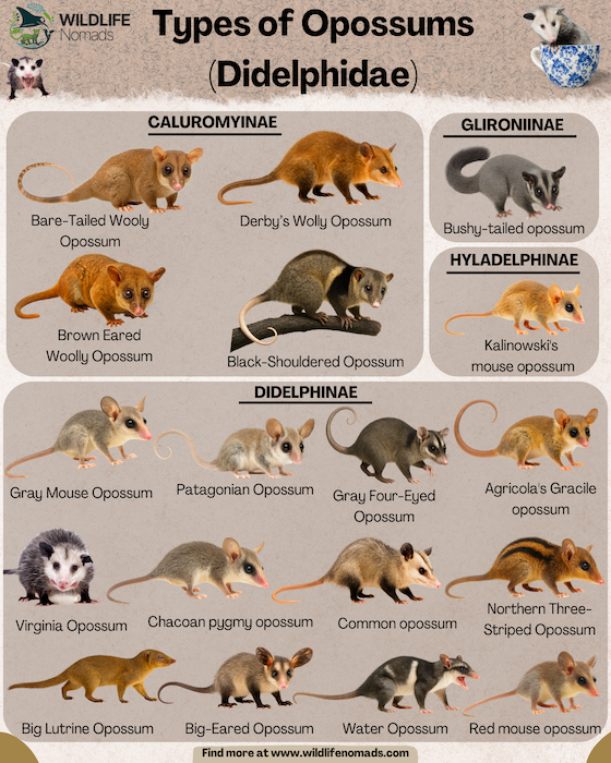 Didelphidae-Opossums-of-the-Americas-1.webp Didelphidae-Opossums of the Americas infographic showing some species