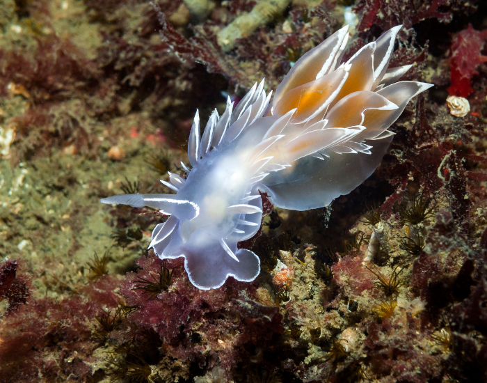 Dirona-albolineata.webp Dirona albolineata underwater