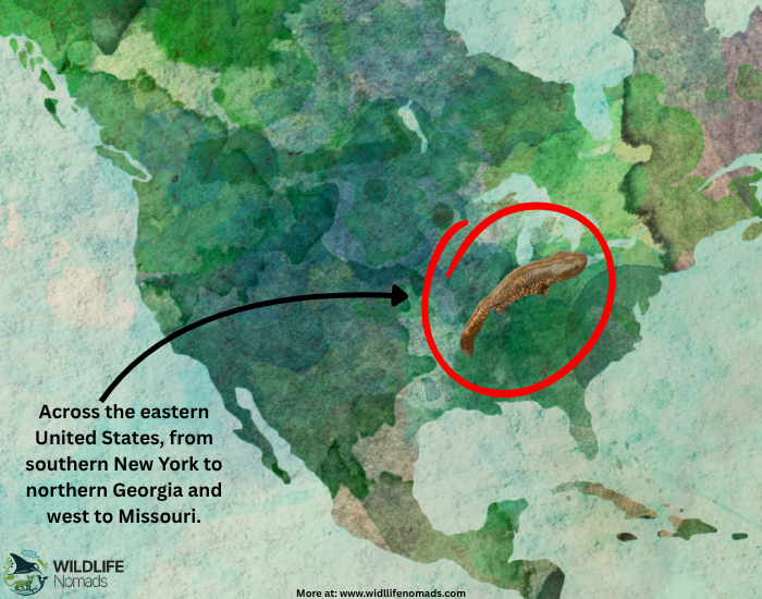 Distribution hellbender salamander infographic