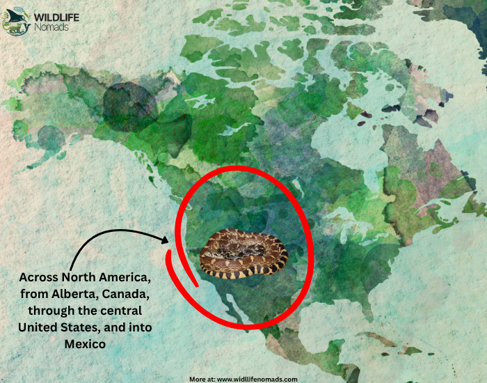 Distribution of  bull snake infographic