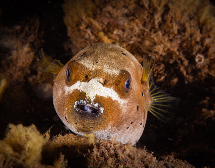 Dog-Faced-Puffer-Arothron-nigropunctatus.webp front shot of a Dog-Faced Puffer