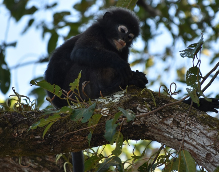 Dusky lea fmonkey Trachypithecus obscurus halonifer