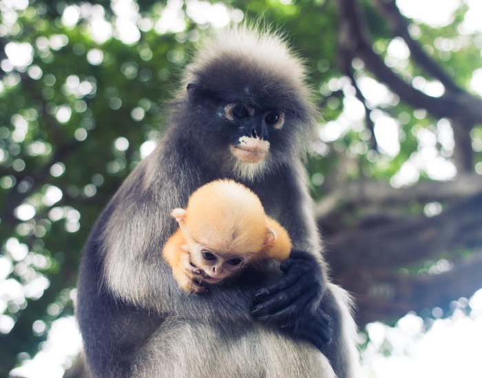 Dusky leal monkey carrying her baby