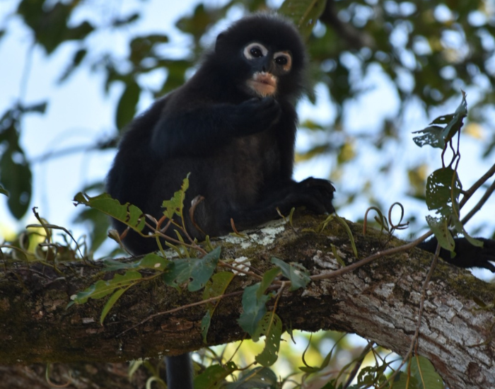 Langkawi dusky leaf monkey on top of a tree