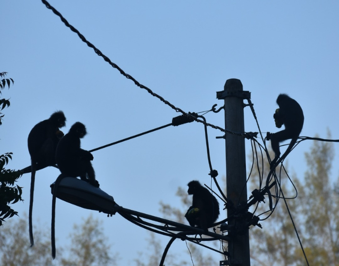 group of dusky leaf monkeys on top of an electric pole in langkawi