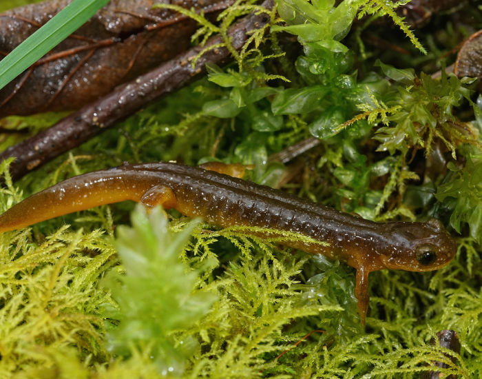 ENDANGERE-COLUMBIA-Torrent-Salamanders.webp COLUMBIA Torrent Salamanders over moss