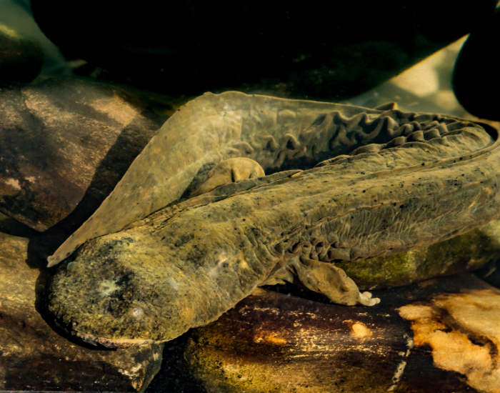 Eastern Hellbender Salamander close up