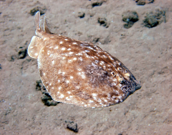 leopard-torpedo-ray.webp Leopard torpedo ray on the bottom ocean