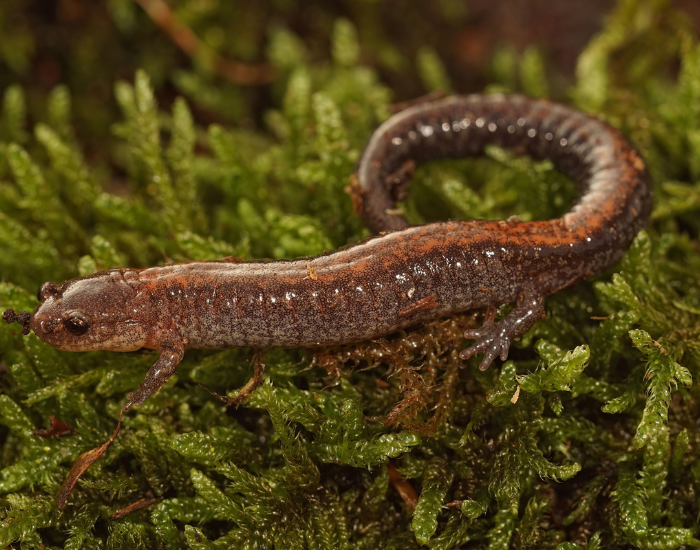 Eastern-Red-Backed-Salamander-Plethodon-cinereus.webp Eastern Red-Backed Salamander on moss