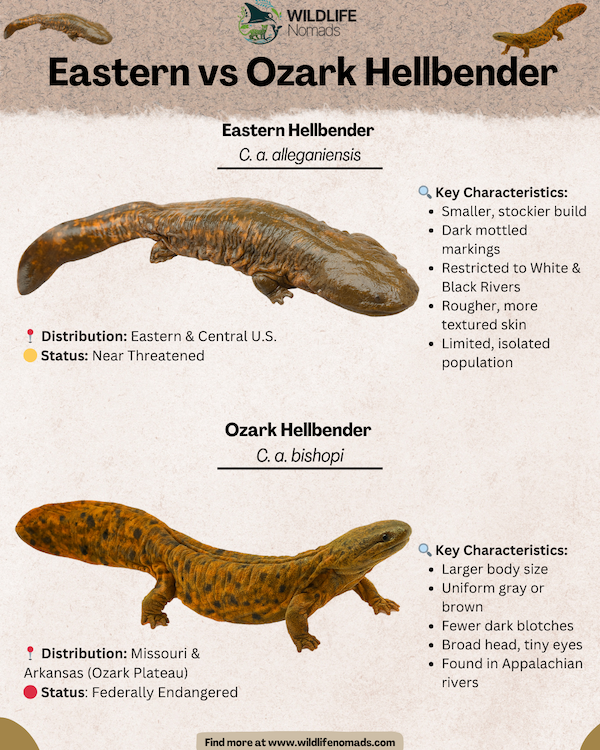 Eastern vs Ozark Hellbender salamanders infographic
