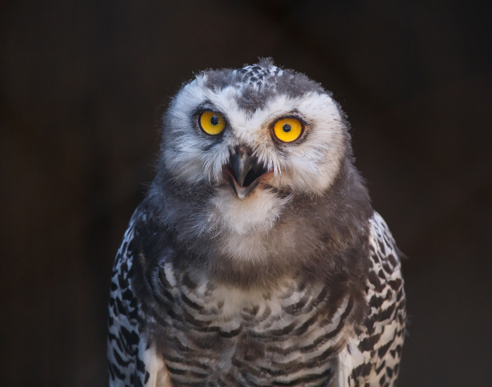Elf-Owl-Micrathene-whitneyi.webp Elf Owl close up