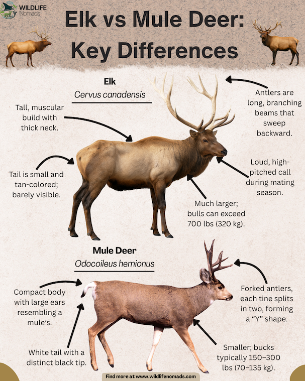 Elk vs Mule Deer: Key Differences infographic