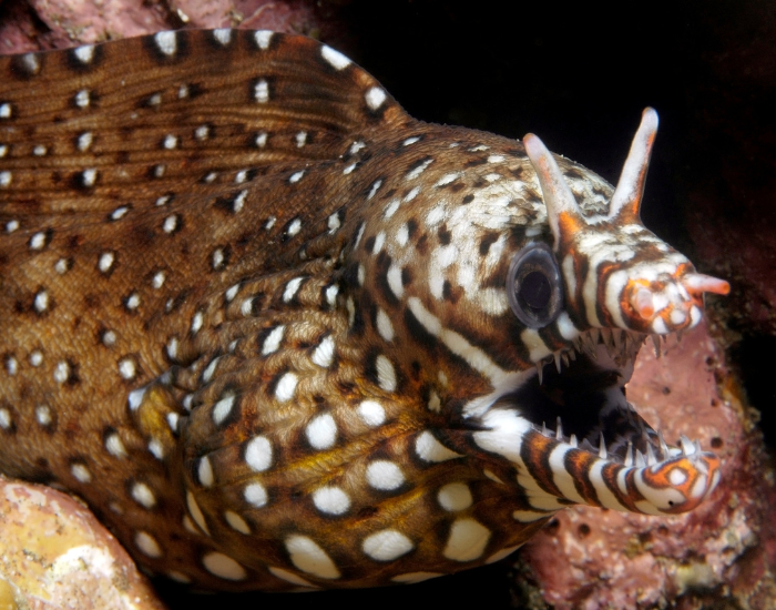 Enchelycore pardalis underwate