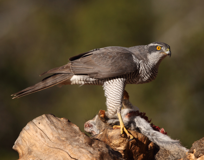 Eurasian Goshawk standing over a fallen log eating its prey