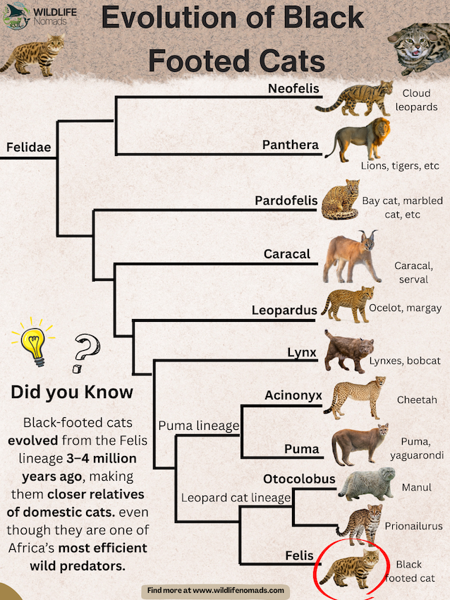 infographic showing the Evolution of Black  Footed Cats