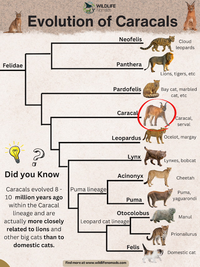 Evolution-of-Caracals.webp Evolution of Caracals infographic