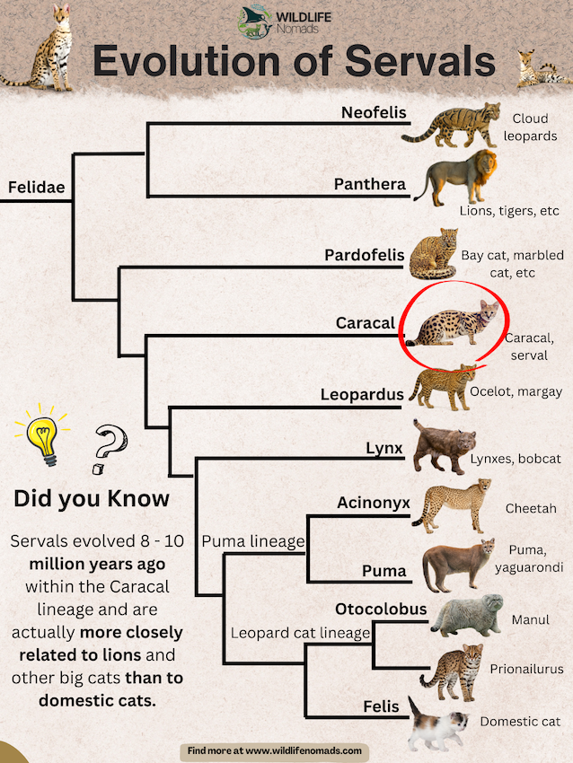 Evolution-of-Servals.webp Evolution of Servals infographic