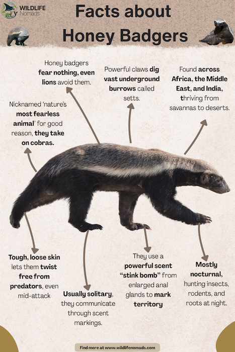 Facts-about-Honey-Badgers.webp Facts about Honey Badgers infographic