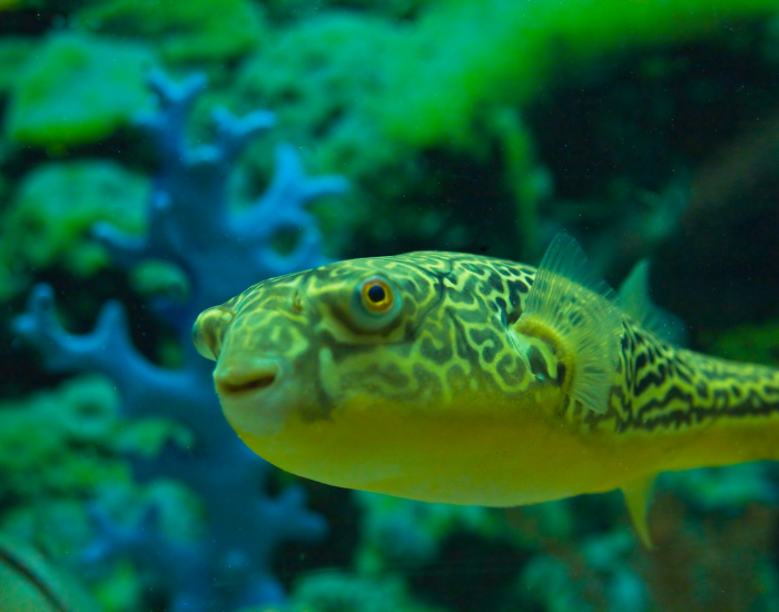 Fahaka-Puffer-Tetraodon-lineatus.webp Fahaka Puffer swimming